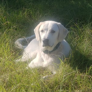 White Dog