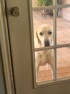 White Dog Wants In