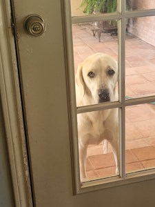 White Dog Wants In White Dog Wants In